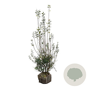 Ligustrum vulg. 'Atrovirens' 150-175 cm met kluit