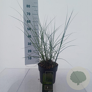 Miscanthus sin. 'Adagio' 50-60 cm 3,0L