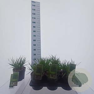 Molinia arund. 'Skyracer' 40-70 cm 2,0L