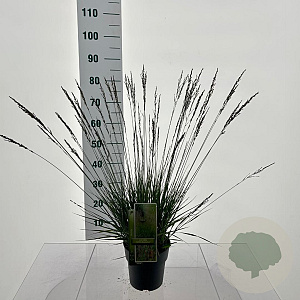 Molinia caerulea 'Edith Dudszus' GM C3