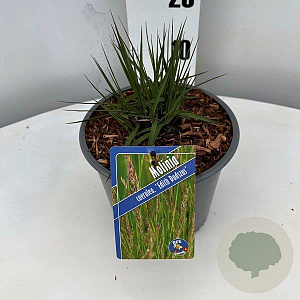 Molinia caerulea 'Edith Dudszus' GM C3