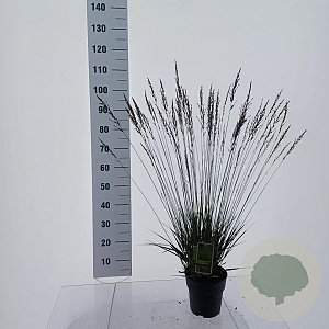 Molinia caerulea 'Edith Dudszus' GM C3