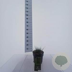 Molinia caerulea 'Edith Dudszus' GM C3