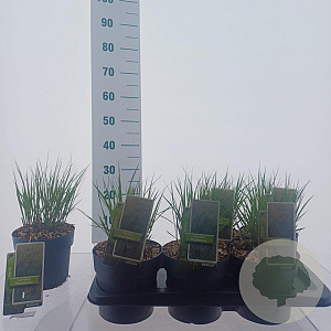 Molinia caerulea 'Heidebraut' 40-70 cm 2,0L