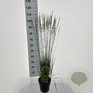 Molinia caerulea 'Moorflamme' 35-40 cm 3,0L