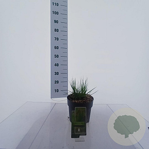 Molinia caerulea 'Moorflamme' 35-40 cm 3,0L