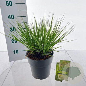 Molinia caerulea 'Moorflamme' 35-40 cm 3,0L