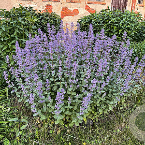 Nepeta grandiflora 'Summer Magic' GM P9