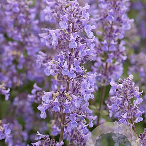Nepeta grandiflora 'Summer Magic' GM P9