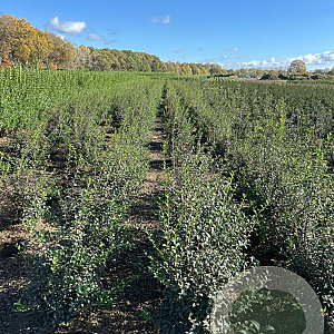 Osmanthus burkwoodii 100-125 cm met kluit
