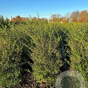 Osmanthus burkwoodii 125-150 cm met kluit