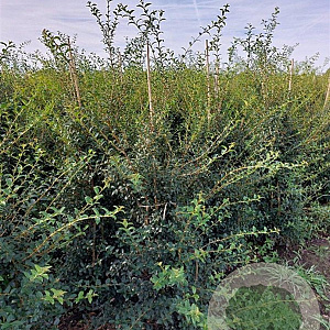 Osmanthus burkwoodii 125-150 cm met kluit