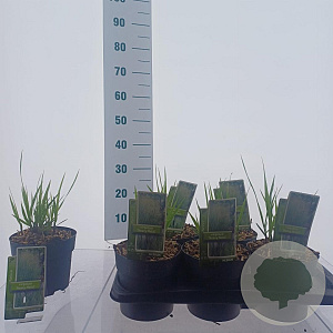 Panicum virgatum 'Heavy Metal' 30-60 cm 2,0L