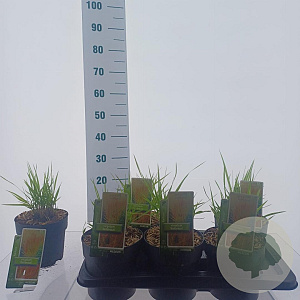 Panicum virgatum 'Rehbraun' 30-60 cm 2,0L