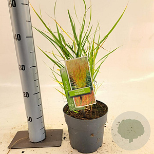 Panicum virgatum 'Rehbraun' 30-60 cm 2,0L