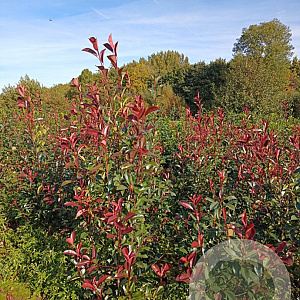 Photinia fraseri 'Red Robin' 175-200 cm met kluit
