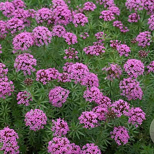 Phuopsis stylosa 'Purpurea' GM P9