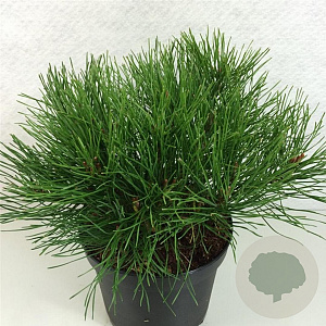 Pinus mugo pumilio 20-30 cm 3,0L