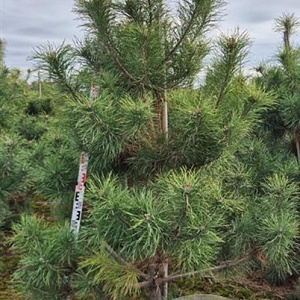 Pinus sylvestris 200-225 cm draadkluit