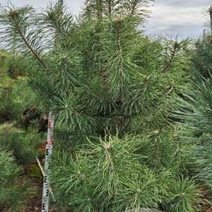 Pinus sylvestris 200-225 cm draadkluit