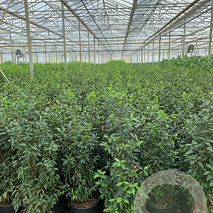 Prunus l. 'Angustifolia' 100-125 cm 15L