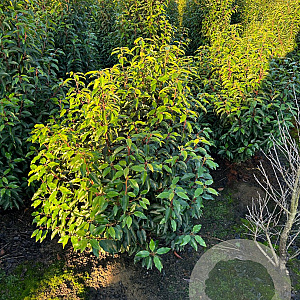 Prunus l. 'Angustifolia' 100-125 cm met kluit