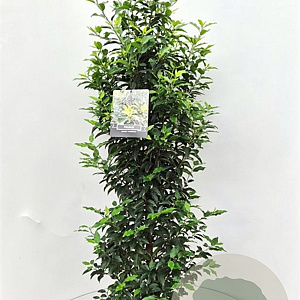 Prunus l. 'Angustifolia' 125-150 cm 15L