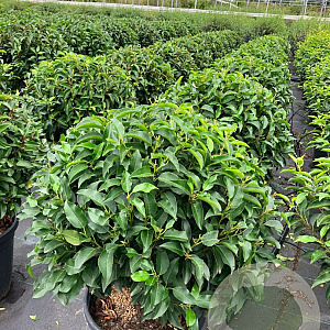 Prunus l. 'Angustifolia' 50 cm container bol