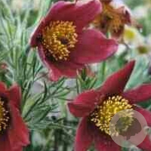 Pulsatilla v. 'Rubra' GM P9