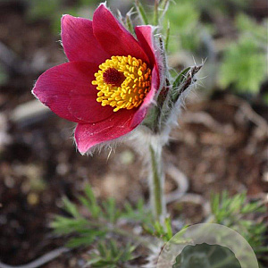 Pulsatilla v. 'Rubra' GM P9
