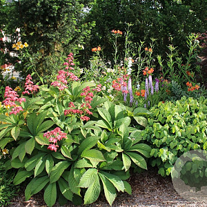 Rodgersia pinnata GM 2,0L