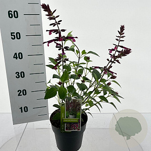 Salvia Love and Wishes 30-40 cm 2,0L
