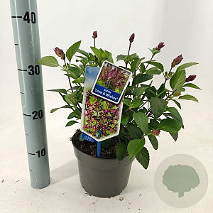 Salvia Love and Wishes 30-40 cm 2,0L