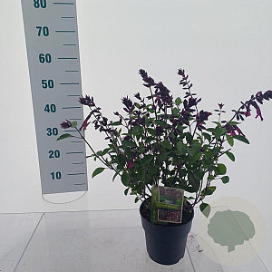 Salvia Love and Wishes 30-40 cm 2,0L