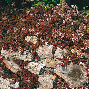 Sedum album 'Coral Carpet' GM P9