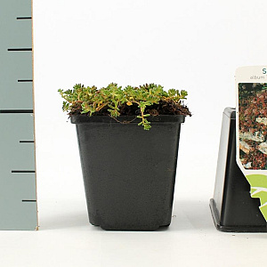 Sedum album 'Coral Carpet' GM P9