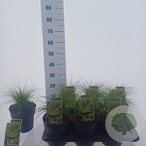 Stipa tenuissima 'Ponytails' 20-25 cm 2,0L