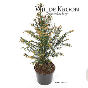 Taxus baccata 30-40 cm 2,0L