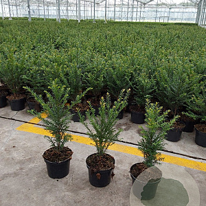 Taxus baccata 30-40 cm 2,0L