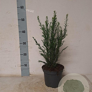 Taxus baccata 30-40 cm 2,0L