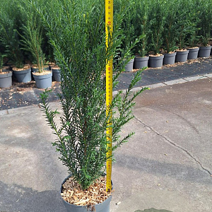 Taxus baccata 30-40 cm 2,0L