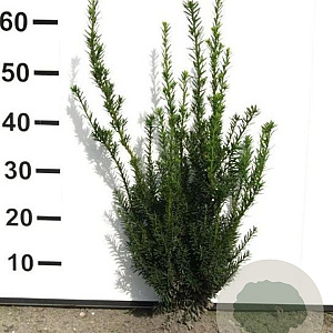 Taxus media 'Hillii' 40-50 cm met kluit