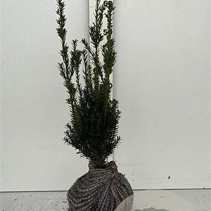 Taxus media 'Hillii' 40-50 cm met kluit