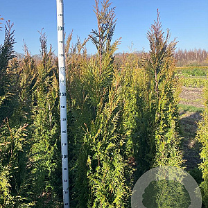 Thuja pl. 'Martin' 200-225 cm met kluit