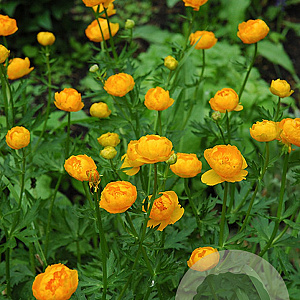 Trollius 'Orange Globe' GM P9