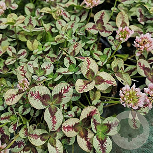 Trifolium repens 'Dragon's Blood' GM P9