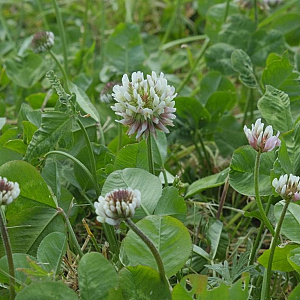 Trifolium repens 'Green Ice' GM P9