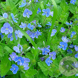 Veronica chamaedrys GM P9