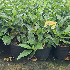 Viburnum davidii 30-40 cm 7,5L