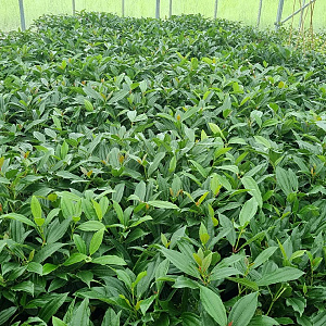 Viburnum davidii 30-40 cm 7,5L